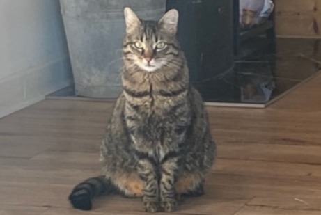 Alerte Disparition Chat Femelle , 4 ans Crissier Suisse