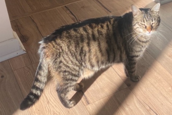 Alerte Disparition Chat Femelle , 4 ans Crissier Suisse