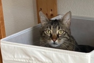 Alerte Disparition Chat Femelle , 4 ans Crissier Suisse