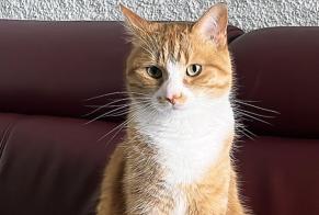 Alerte Disparition Chat Mâle , 5 ans Val-de-Ruz Suisse