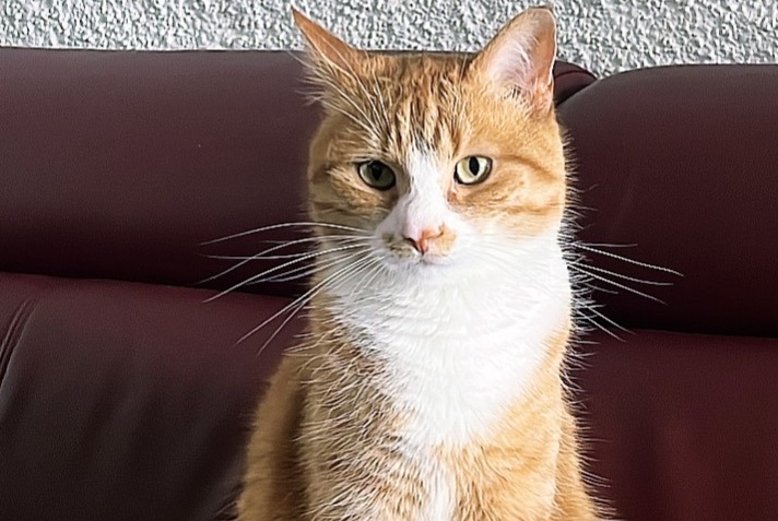 Alerte Disparition Chat Mâle , 5 ans Val-de-Ruz Suisse