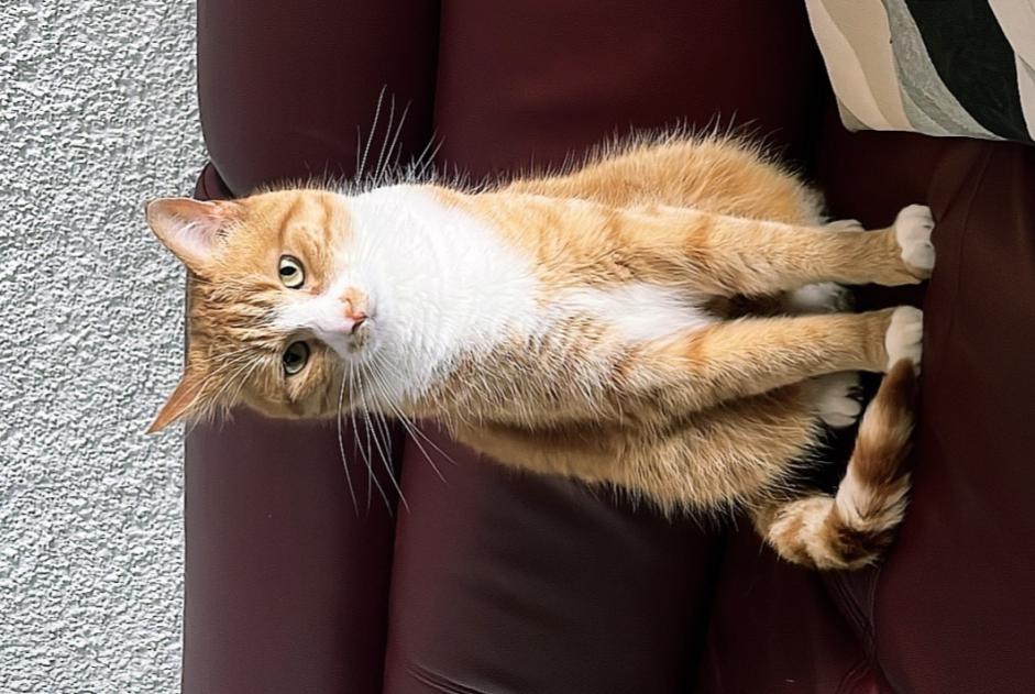 Alerte Disparition Chat Mâle , 5 ans Val-de-Ruz Suisse