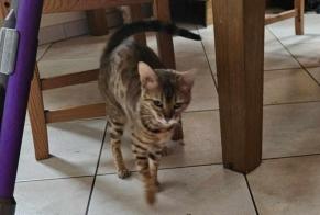 Alerte Disparition Chat  Femelle , 2 ans Goumoëns Suisse