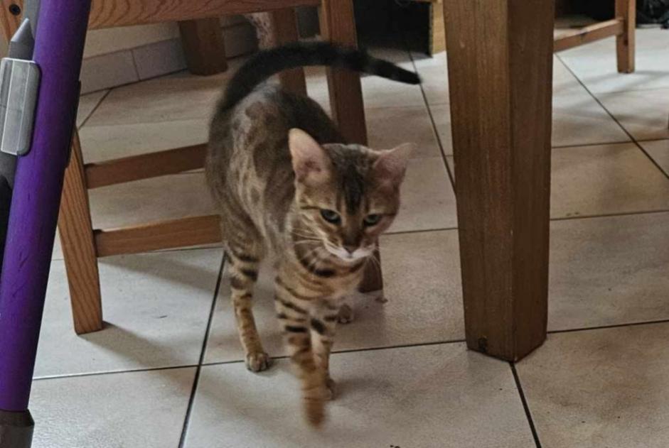 Alerte Disparition Chat  Femelle , 2 ans Goumoëns Suisse