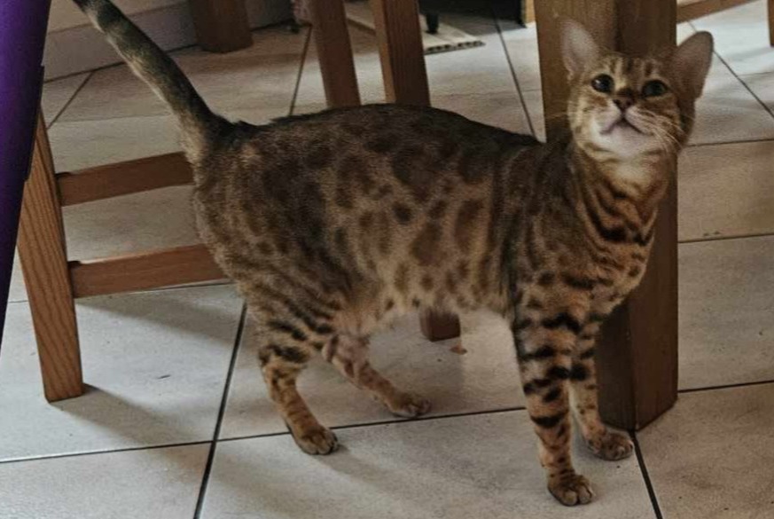 Alerte Disparition Chat  Femelle , 2 ans Goumoëns Suisse