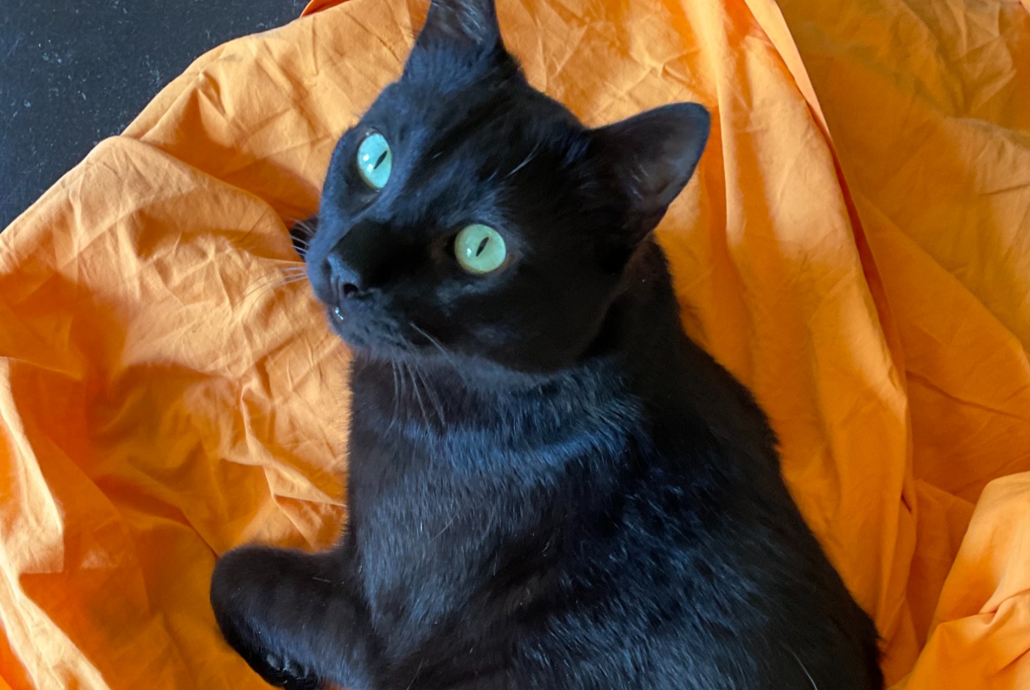 Alerte Disparition Chat Mâle , 4 ans Grandson Suisse