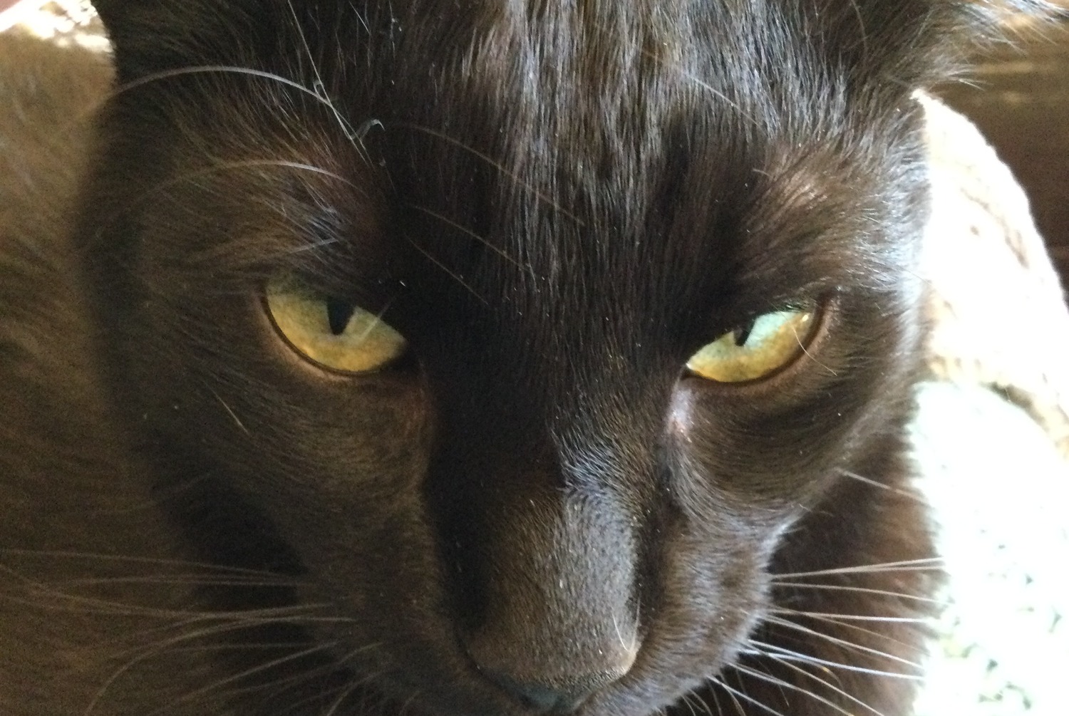 Alerte Disparition Chat Mâle , 4 ans Grandson Suisse