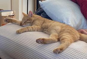 Alerte Disparition Chat Mâle , 1 ans Vandœuvres Suisse