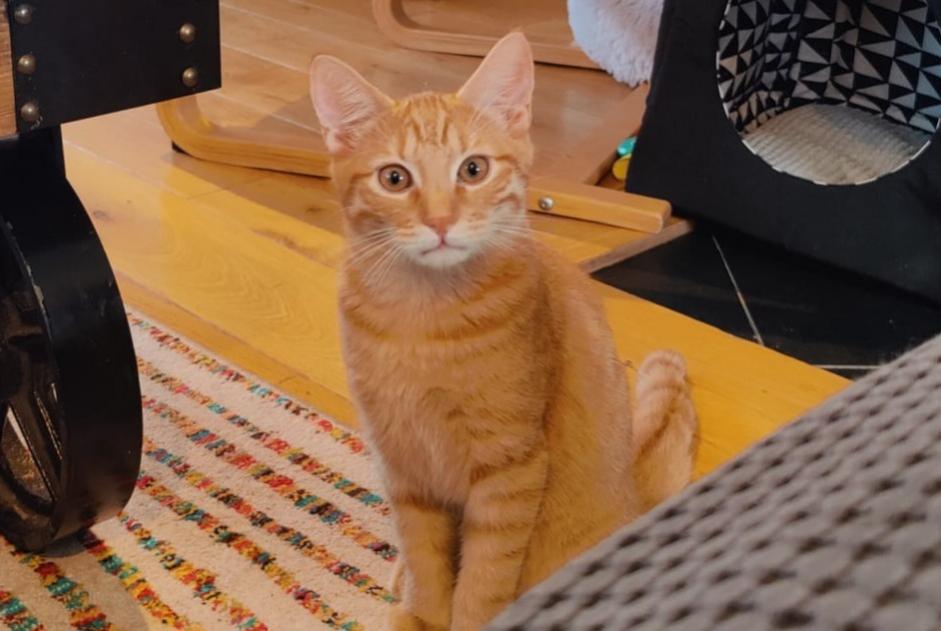 Alerte Disparition Chat Mâle , 1 ans Vandœuvres Suisse