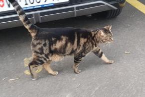 Alerte Disparition Chat Mâle , 5 ans Gland Suisse