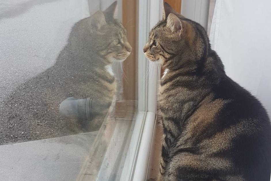Alerte Disparition Chat Mâle , 5 ans Gland Suisse