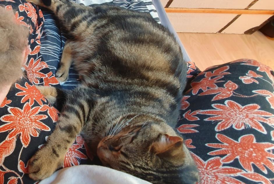 Alerte Disparition Chat Mâle , 5 ans Gland Suisse