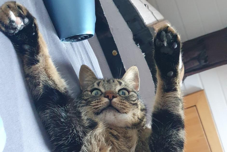 Alerte Disparition Chat Mâle , 5 ans Gland Suisse