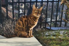 Alerte Disparition Chat  Mâle , 10 ans Epalinges Suisse