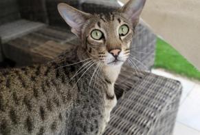 Alerte Disparition Chat  Mâle , 6 ans Vétroz Suisse