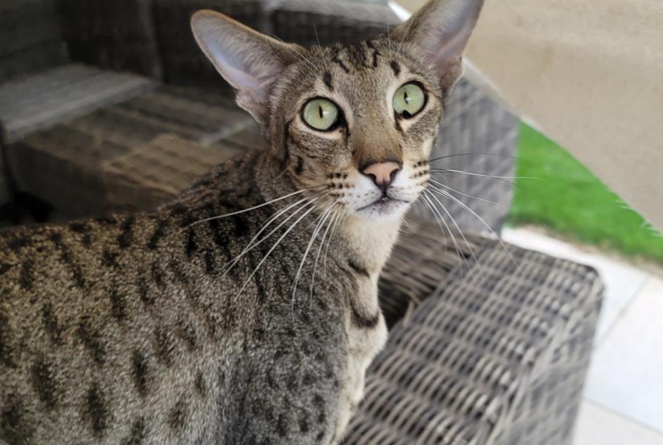 Alerte Disparition Chat  Mâle , 6 ans Vétroz Suisse
