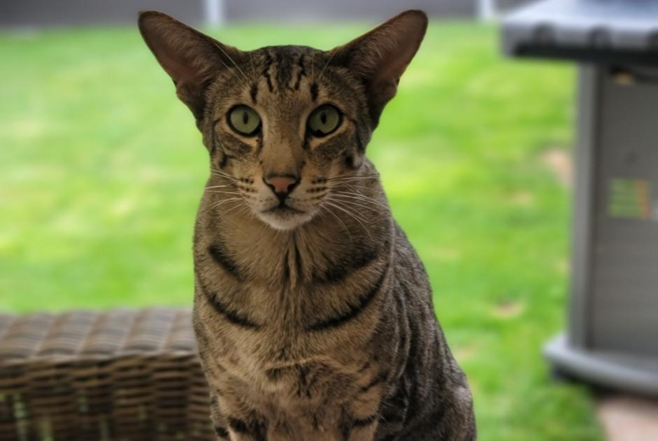 Alerte Disparition Chat  Mâle , 6 ans Vétroz Suisse
