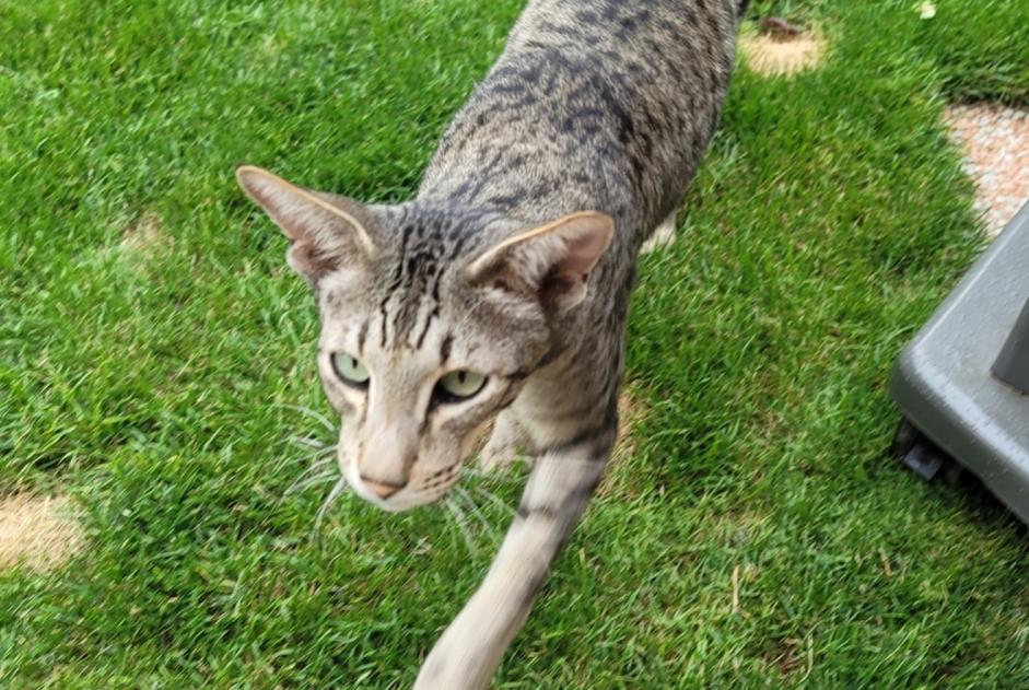 Alerte Disparition Chat  Mâle , 6 ans Vétroz Suisse