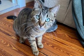 Alerte Disparition Chat Femelle , 1 ans Prilly Suisse
