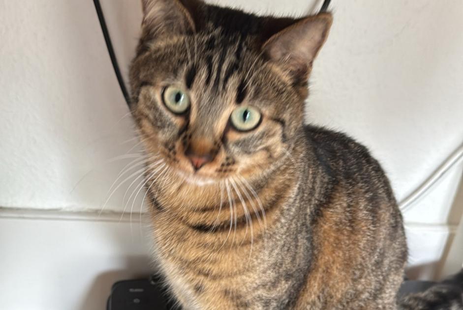 Alerte Disparition Chat Femelle , 1 ans Prilly Suisse