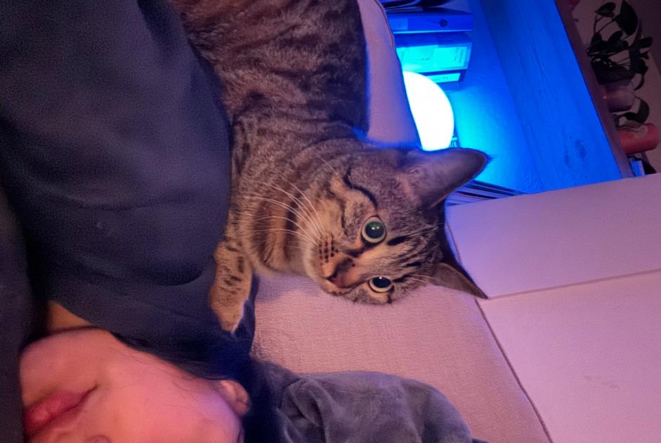 Alerte Disparition Chat Femelle , 1 ans Prilly Suisse