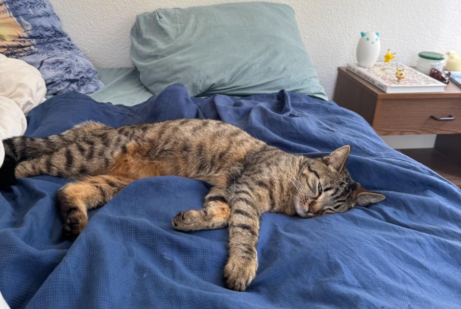 Alerte Disparition Chat Femelle , 1 ans Prilly Suisse