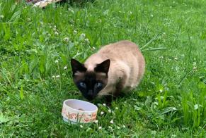 Alerte Découverte Chat  Femelle Châtel-Saint-Denis Suisse