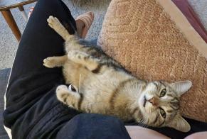 Alerte Disparition Chat croisement  Femelle , 5 ans Vufflens-le-Château Suisse