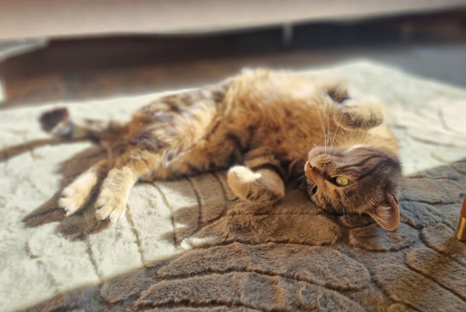 Alerte Disparition Chat croisement  Femelle , 5 ans Vufflens-le-Château Suisse