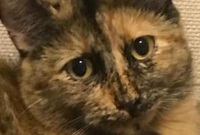 Alerte Disparition Chat croisement  Femelle , 6 ans Lausanne Suisse