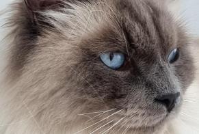 Alerte Disparition Chat  Mâle , 5 ans Froideville Suisse