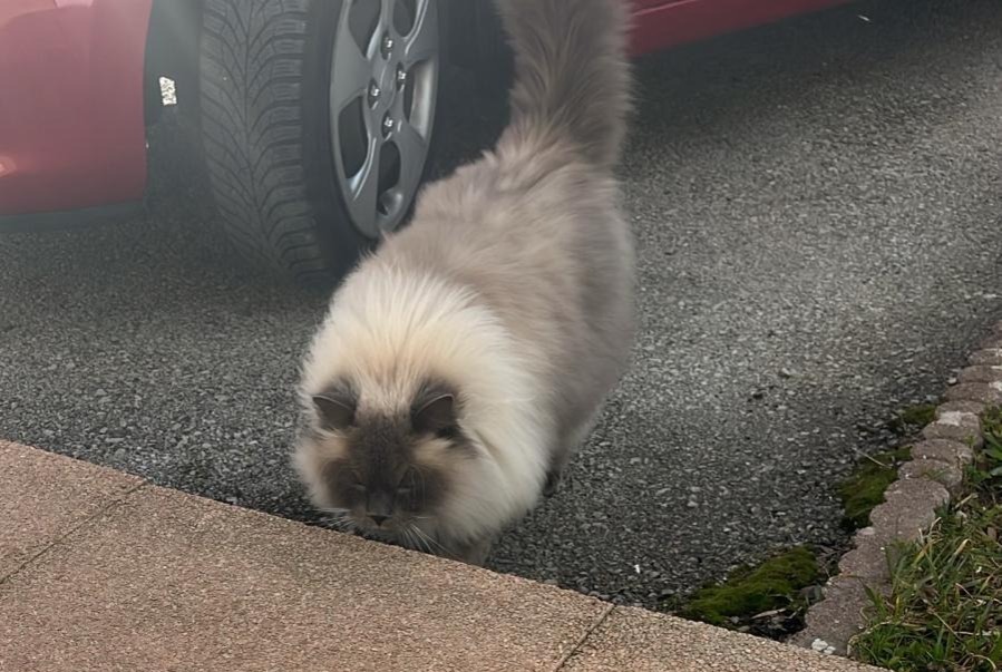 Alerte Disparition Chat  Mâle , 5 ans Froideville Suisse