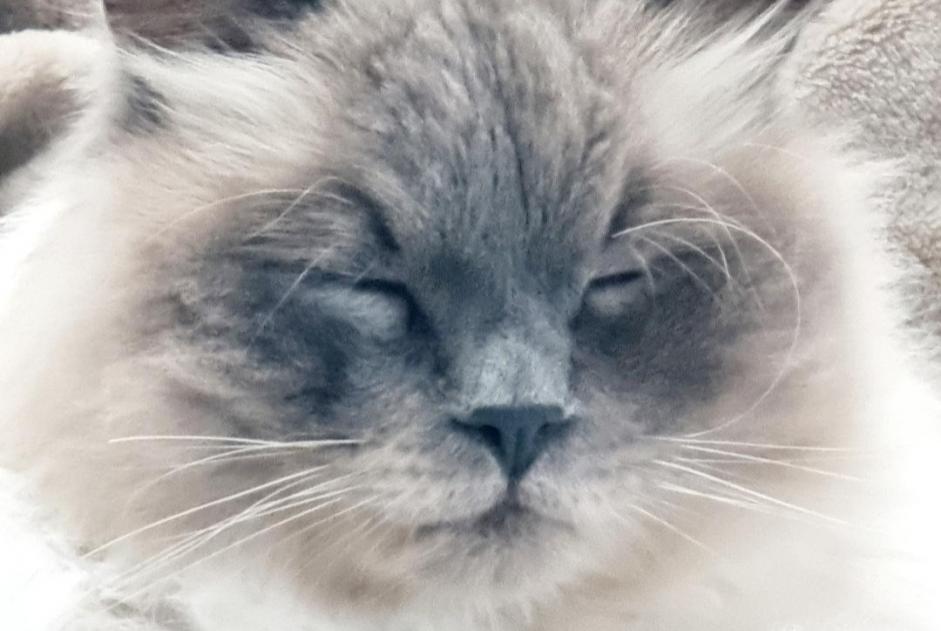 Alerte Disparition Chat  Mâle , 5 ans Froideville Suisse