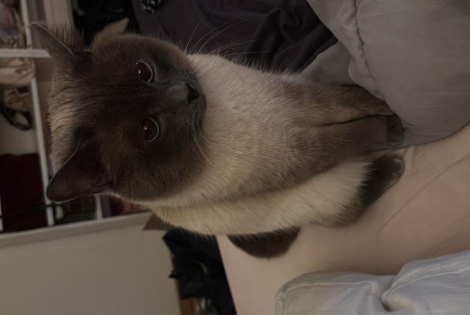 Alerte Disparition Chat  Mâle , 3 ans Neuchâtel Suisse