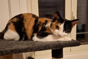 Alerte Disparition Chat Femelle , 2 ans Val-de-Ruz Suisse