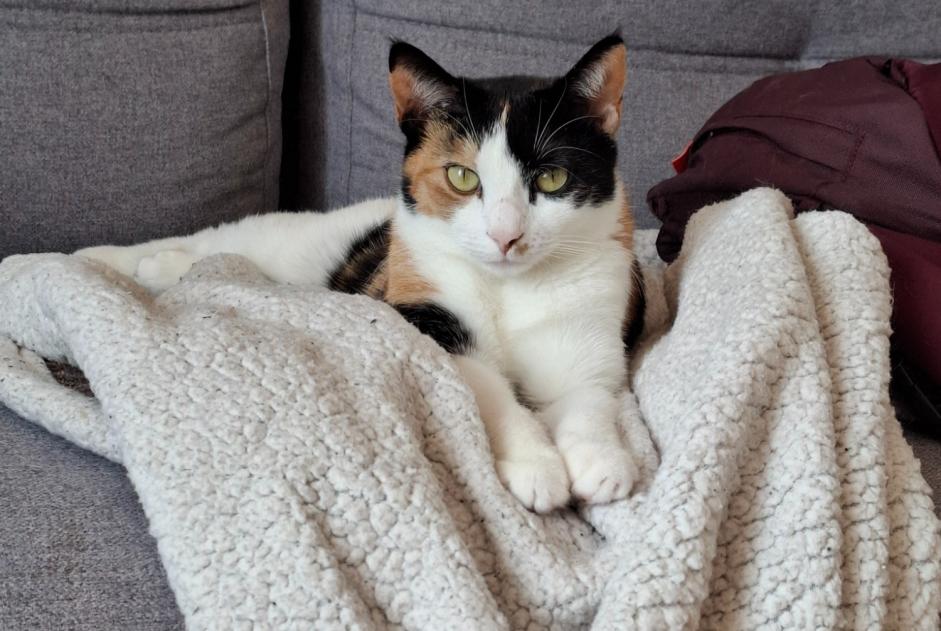 Alerte Disparition Chat Femelle , 2 ans Val-de-Ruz Suisse