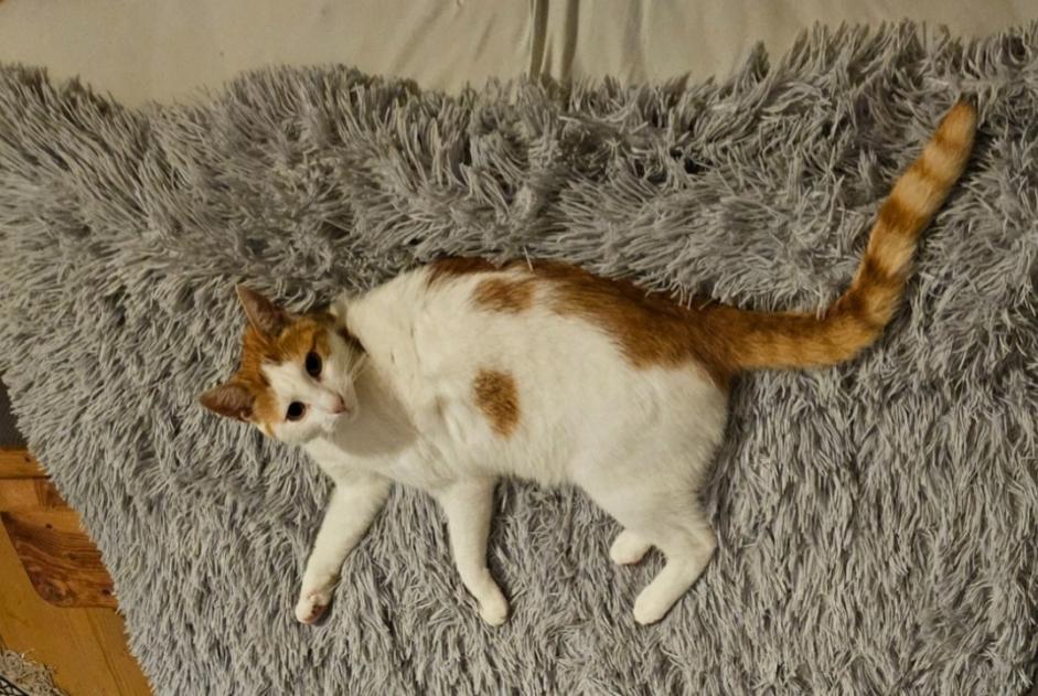 Alerte Disparition Chat croisement  Mâle , 4 ans Cortaillod Suisse