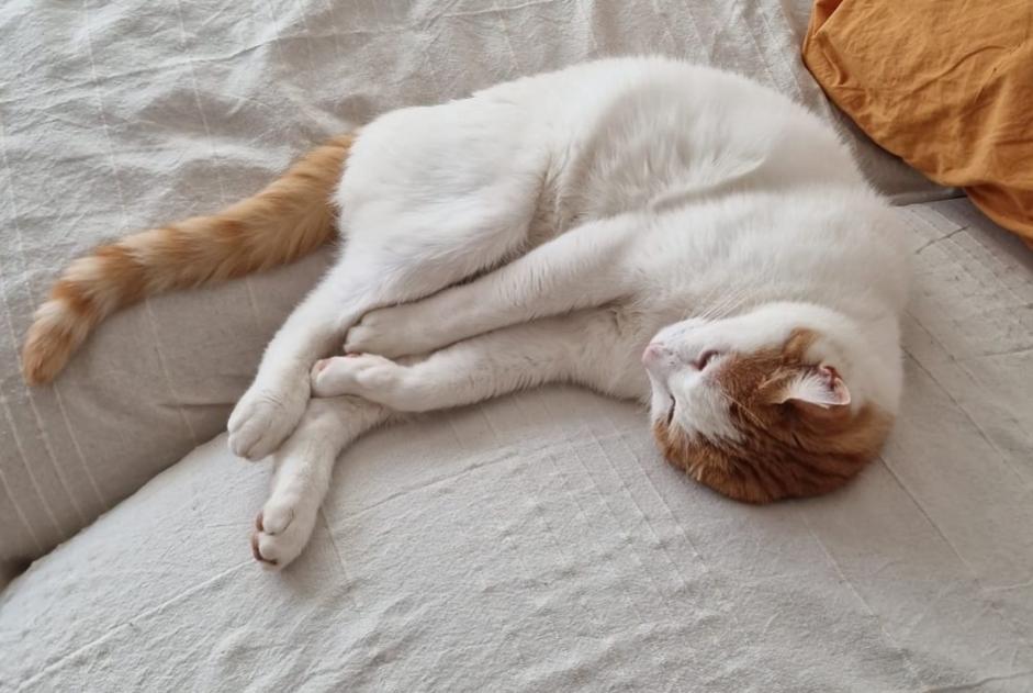 Alerte Disparition Chat croisement  Mâle , 4 ans Cortaillod Suisse
