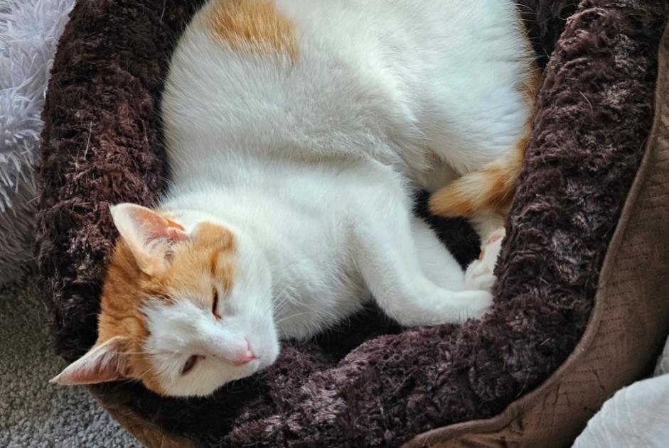 Alerte Disparition Chat croisement  Mâle , 4 ans Cortaillod Suisse