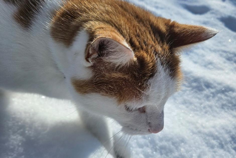 Alerte Disparition Chat croisement  Mâle , 4 ans Cortaillod Suisse