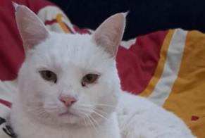 Alerte Disparition Chat Mâle , 7 ans Villaz Suisse