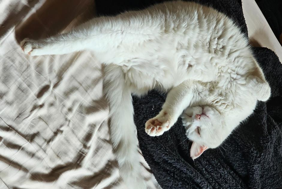 Alerte Disparition Chat Mâle , 7 ans Villaz Suisse