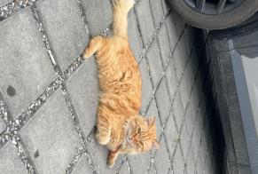 Alerte Découverte Chat Inconnu Thônex Suisse