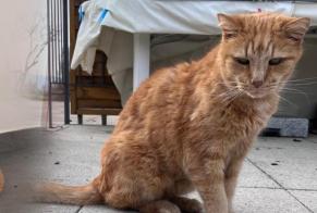 Alerte Disparition Chat Mâle , 15 ans Montanaire Suisse