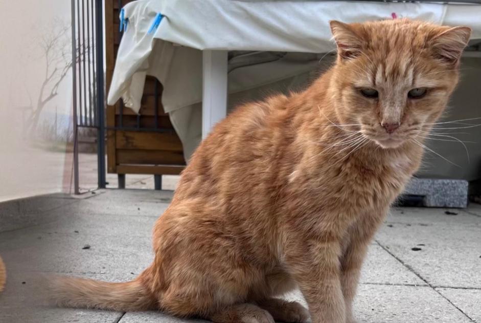 Alerte Disparition Chat Mâle , 15 ans Montanaire Suisse