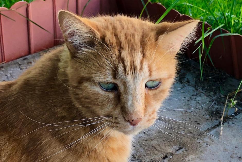 Alerte Disparition Chat Mâle , 15 ans Montanaire Suisse