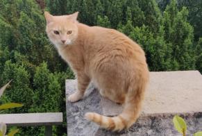 Alerte Découverte Chat Inconnu Neuchâtel Suisse