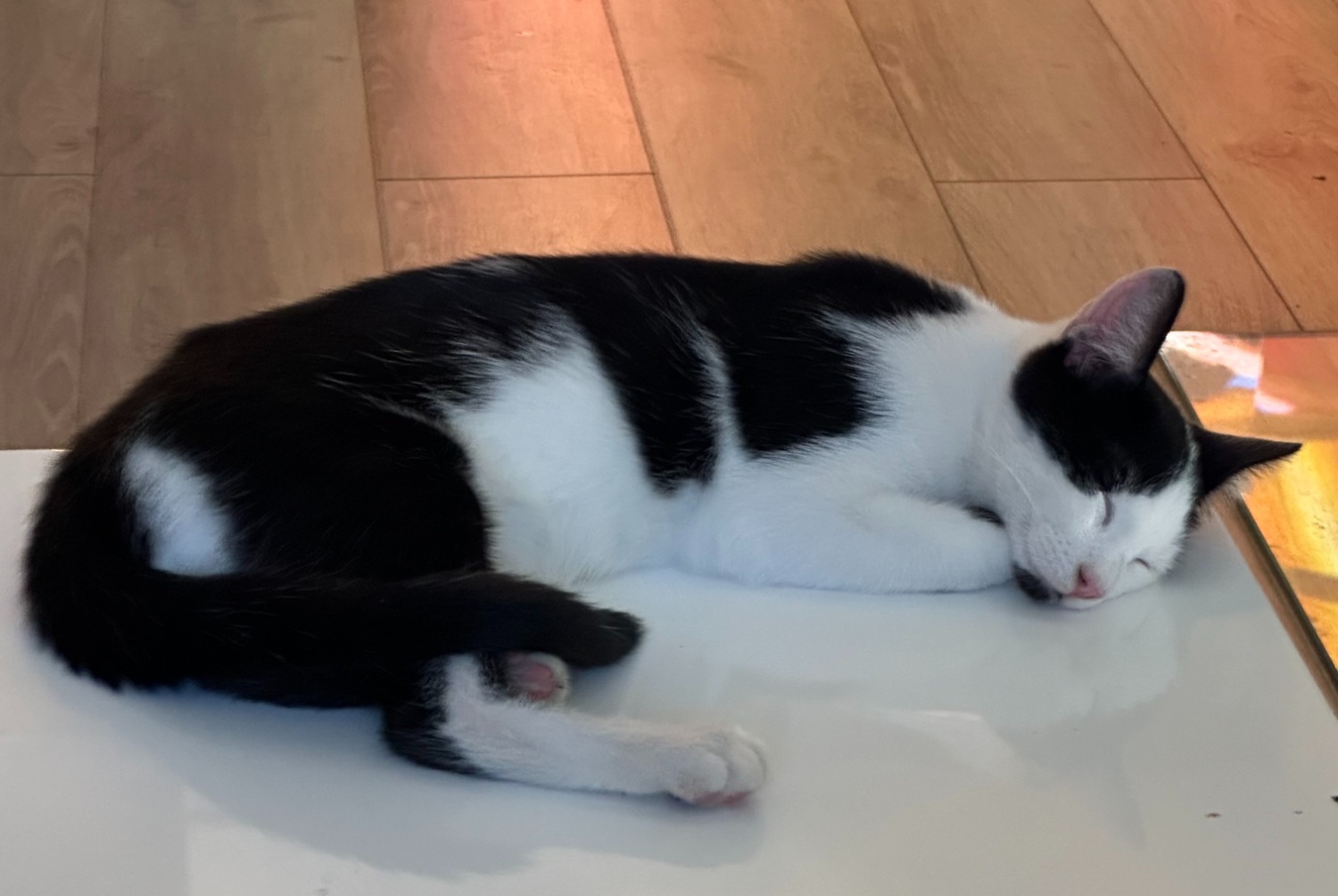 Alerte Disparition Chat Mâle , 1 ans Le Grand-Saconnex Suisse