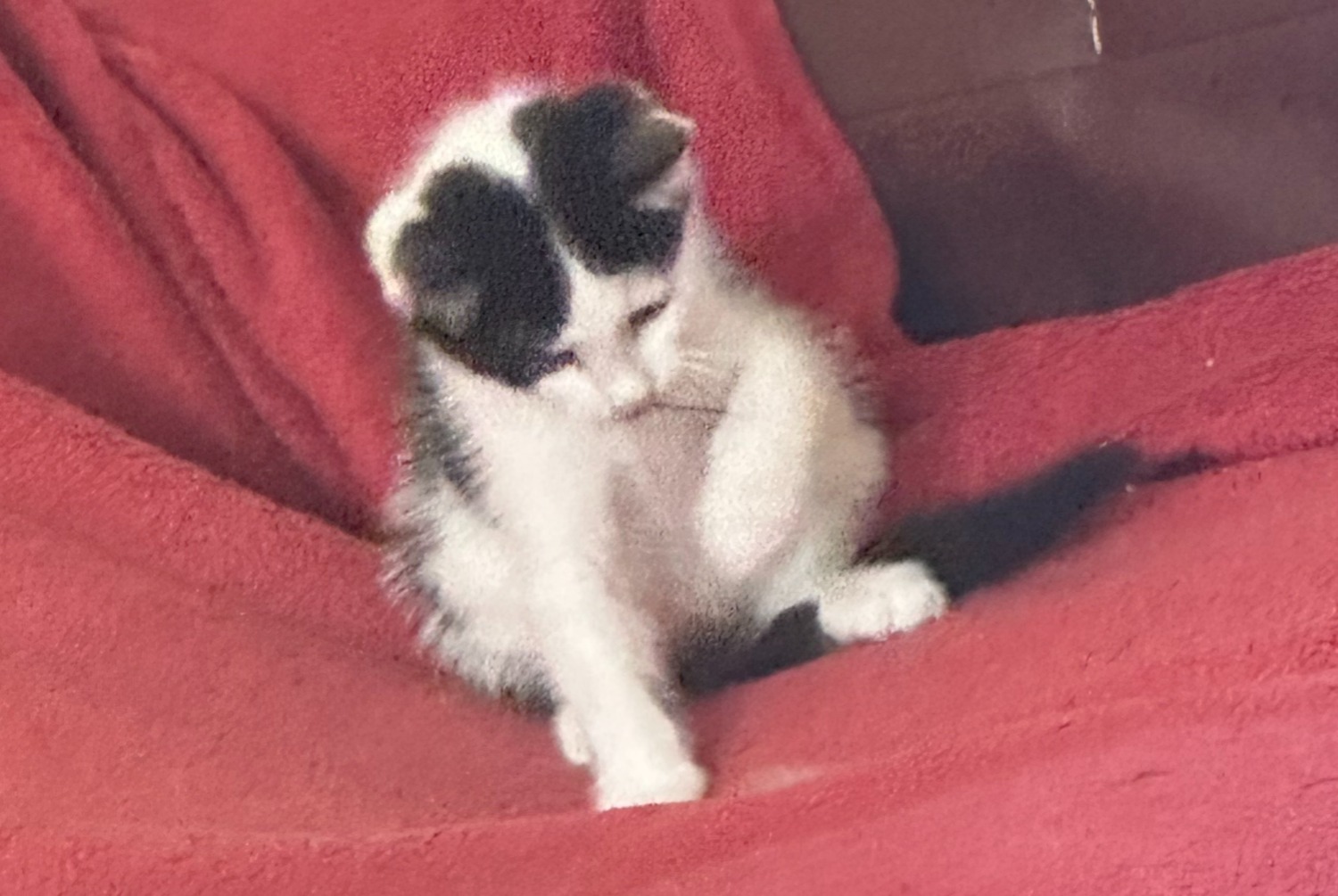 Alerte Disparition Chat Mâle , 1 ans Le Grand-Saconnex Suisse