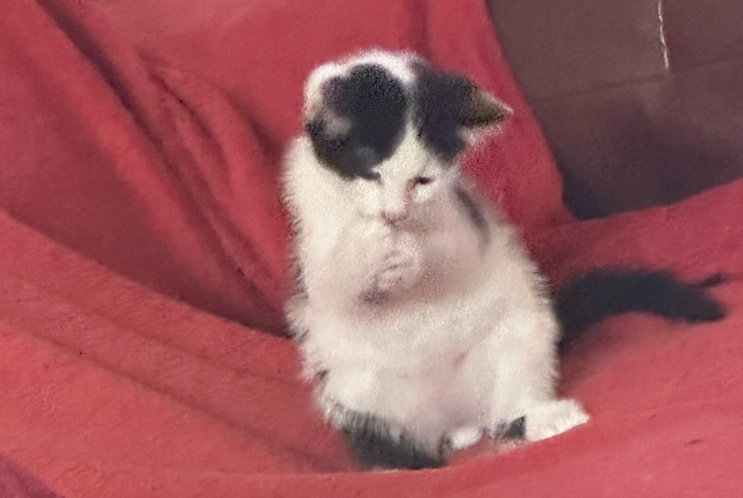 Alerte Disparition Chat Mâle , 1 ans Le Grand-Saconnex Suisse